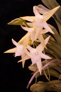 Angraecum sesquipedale Sunset Valley Orchids AM/AOS 83 pts.